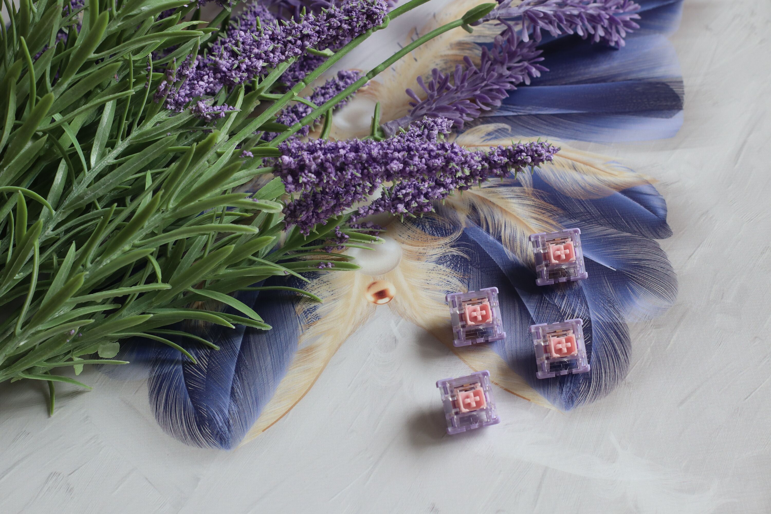 【In stock】Viola tricolor L  Switch